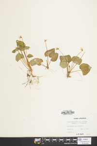 Viola macloskeyi image