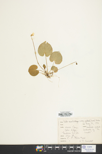 Viola macloskeyi image