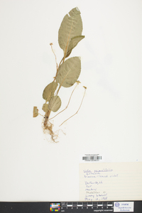 Viola primulifolia image