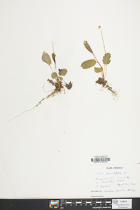 Viola primulifolia image