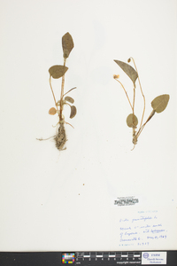 Viola primulifolia image