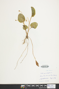 Viola primulifolia image