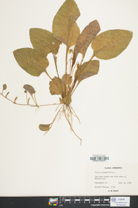 Viola primulifolia image