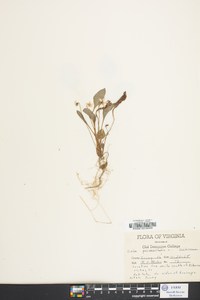 Viola primulifolia image