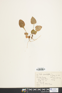 Viola primulifolia image