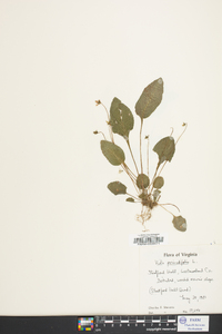 Viola primulifolia image