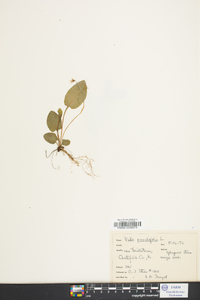 Viola primulifolia image