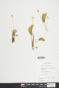 Viola primulifolia image