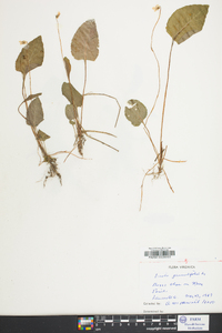 Viola primulifolia image