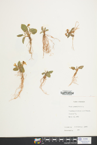 Viola primulifolia image