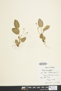 Viola primulifolia image