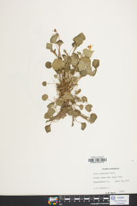 Viola pubescens var. scabriuscula image
