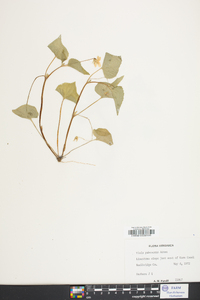 Viola pubescens var. scabriuscula image