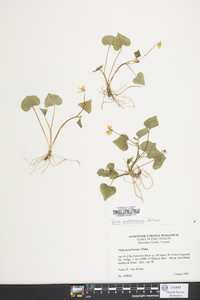 Viola pubescens var. scabriuscula image