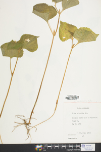 Viola pubescens var. scabriuscula image