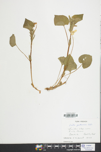 Viola pubescens var. scabriuscula image