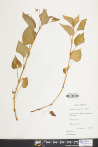 Viola pubescens var. scabriuscula image
