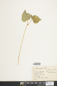 Viola pubescens var. scabriuscula image