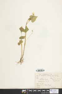 Viola pubescens var. scabriuscula image