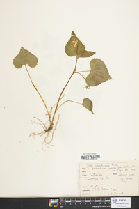 Viola pubescens var. scabriuscula image