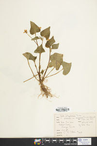 Viola pubescens var. scabriuscula image