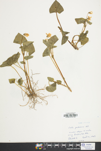 Viola pubescens var. scabriuscula image