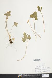 Viola palmata image