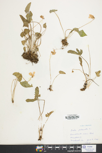 Viola palmata image