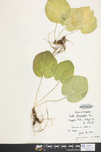 Viola rotundifolia image