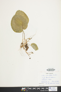 Viola rotundifolia image