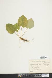 Viola rotundifolia image