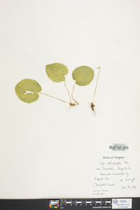 Viola rotundifolia image