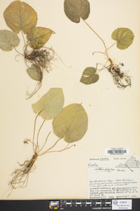 Viola rotundifolia image