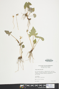 Viola triloba image