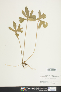 Viola triloba image