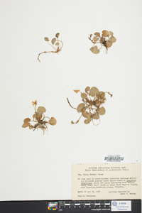 Viola walteri image