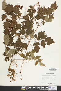 Ampelopsis arborea image