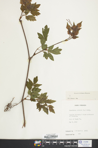 Ampelopsis arborea image