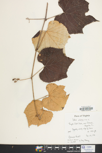 Vitis labrusca image