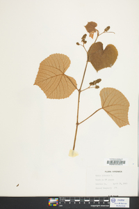 Vitis labrusca image