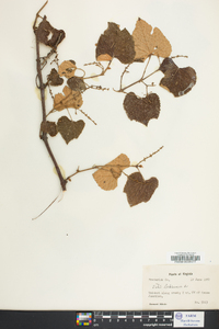 Vitis labrusca image