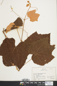 Vitis labrusca image