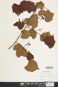 Vitis rotundifolia image