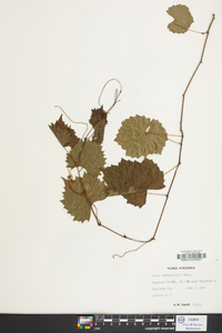 Vitis rotundifolia image