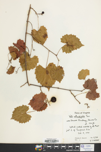 Vitis rotundifolia image