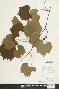 Vitis rotundifolia image