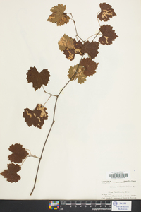 Vitis rotundifolia image