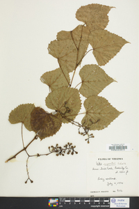 Vitis rupestris image