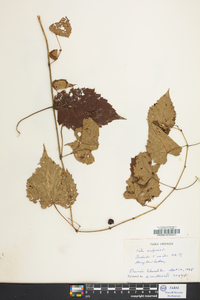 Vitis vulpina image