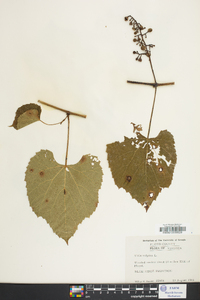 Vitis vulpina image